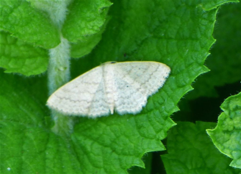 Falena da identificare